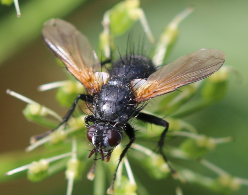 Zophomyia temula, photo 5 of 10