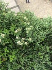 Angelica hirsutiflora