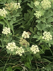 Angelica hirsutiflora
