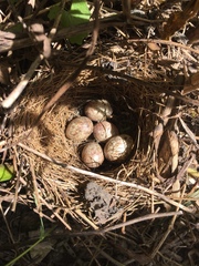 Spizella passerina