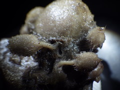 Tetillidae