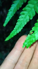 Pseudotheopea sauteri