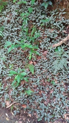 Tradescantia zebrina zebrina
