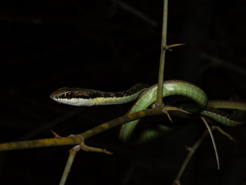 Inornate Bronzeback, Dendrelaphis inornatus