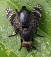Platystoma