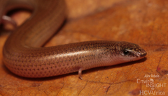 Angola Skink photo 4