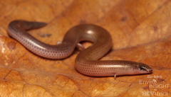 Angola Skink photo 3
