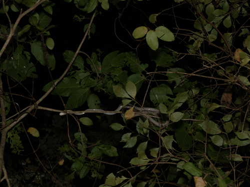 Lesser Sundas Cat Snake