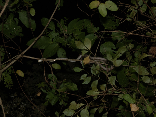 Lesser Sundas Cat Snake