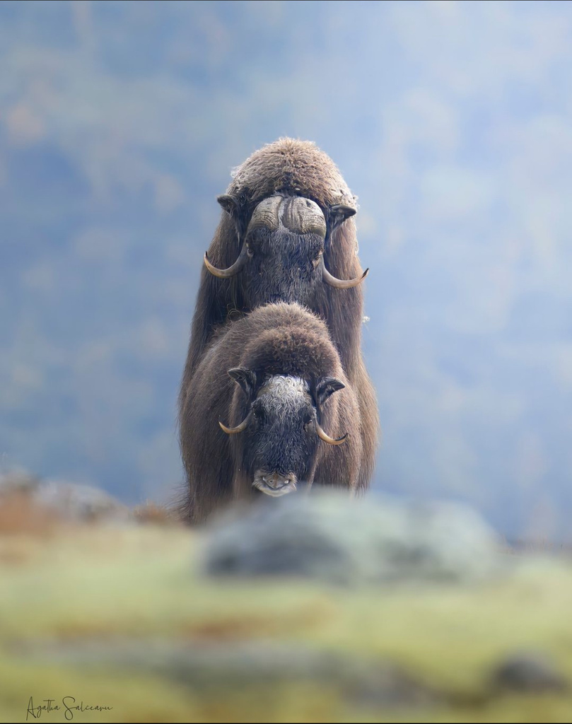 Ovibos moschatus, Dovrefjell–Sunndalsfjella National Park, Oppdal, 50, NO, by agathasalceanu