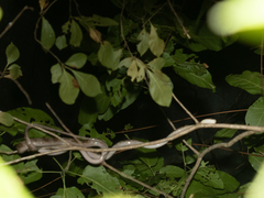 Lesser Sundas Cat Snake photo 3