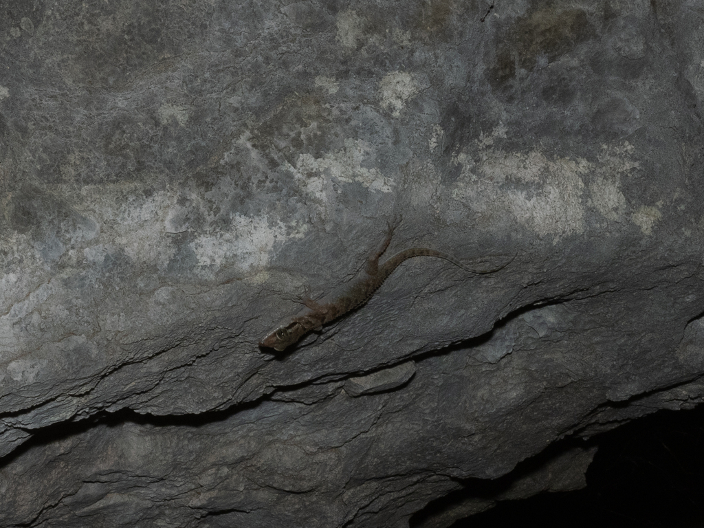 Cyrtodactylus laevigatus (Cyrtodactylus laevigatus)