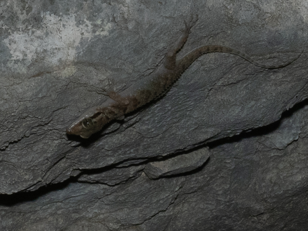 Komodo Bent-toed Gecko (Cyrtodactylus laevigatus)