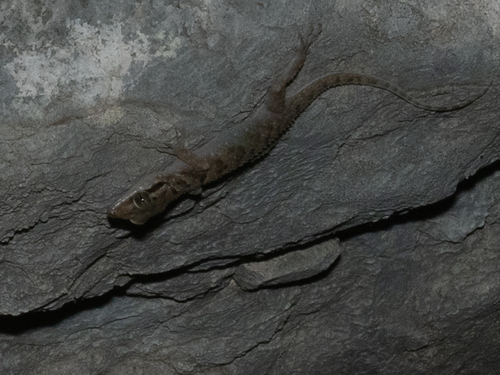 Komodo Bent-toed Gecko