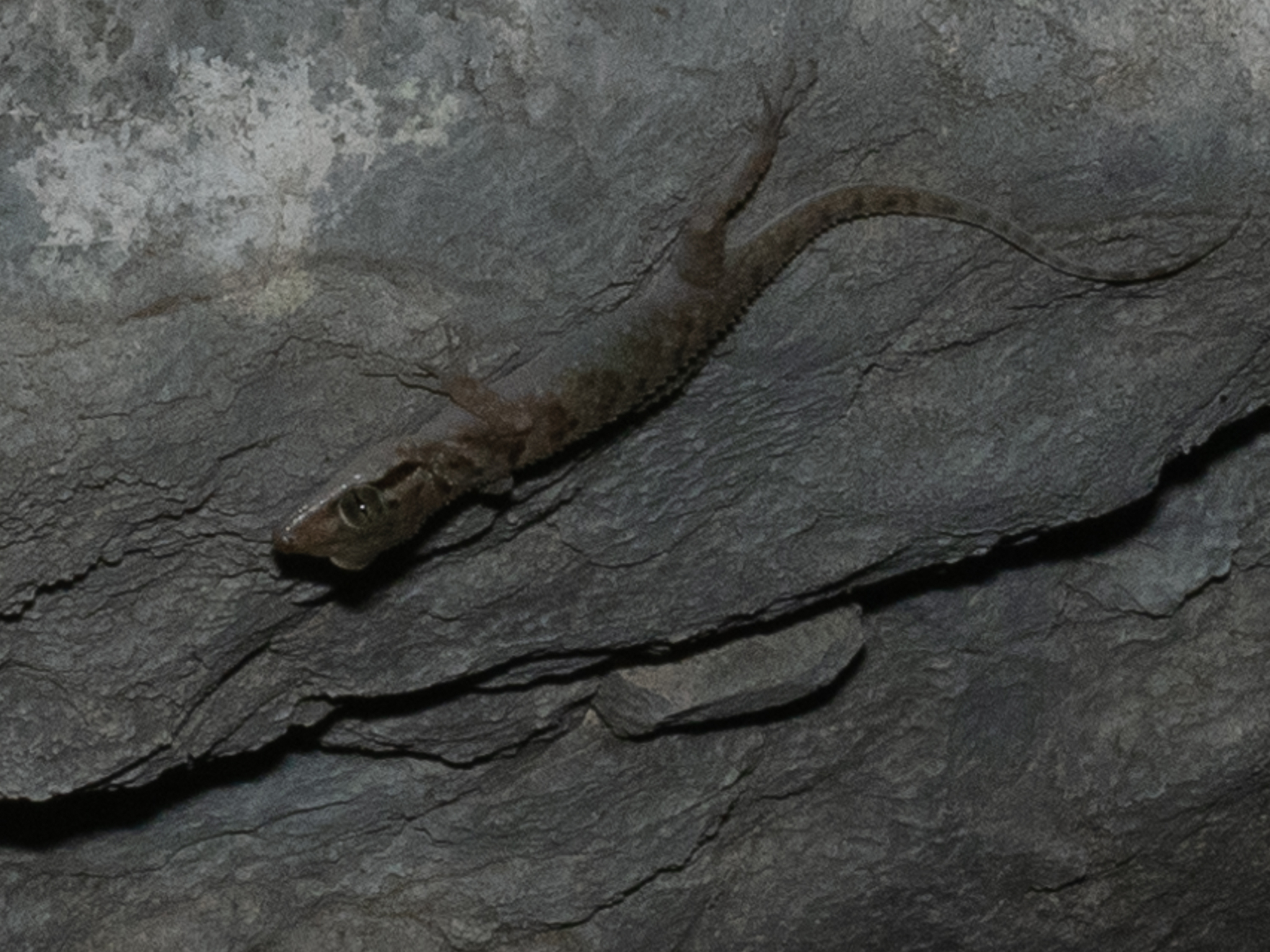 Komodo Bent-toed Gecko, Cyrtodactylus laevigatus