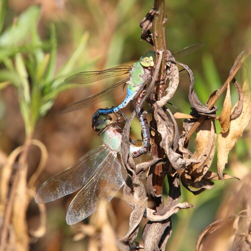 iNaturalist observation photo of Common Green Darner