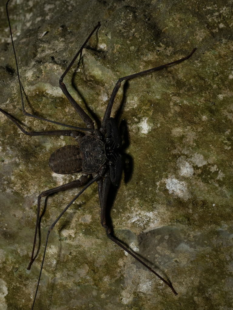 Phrynus exsul