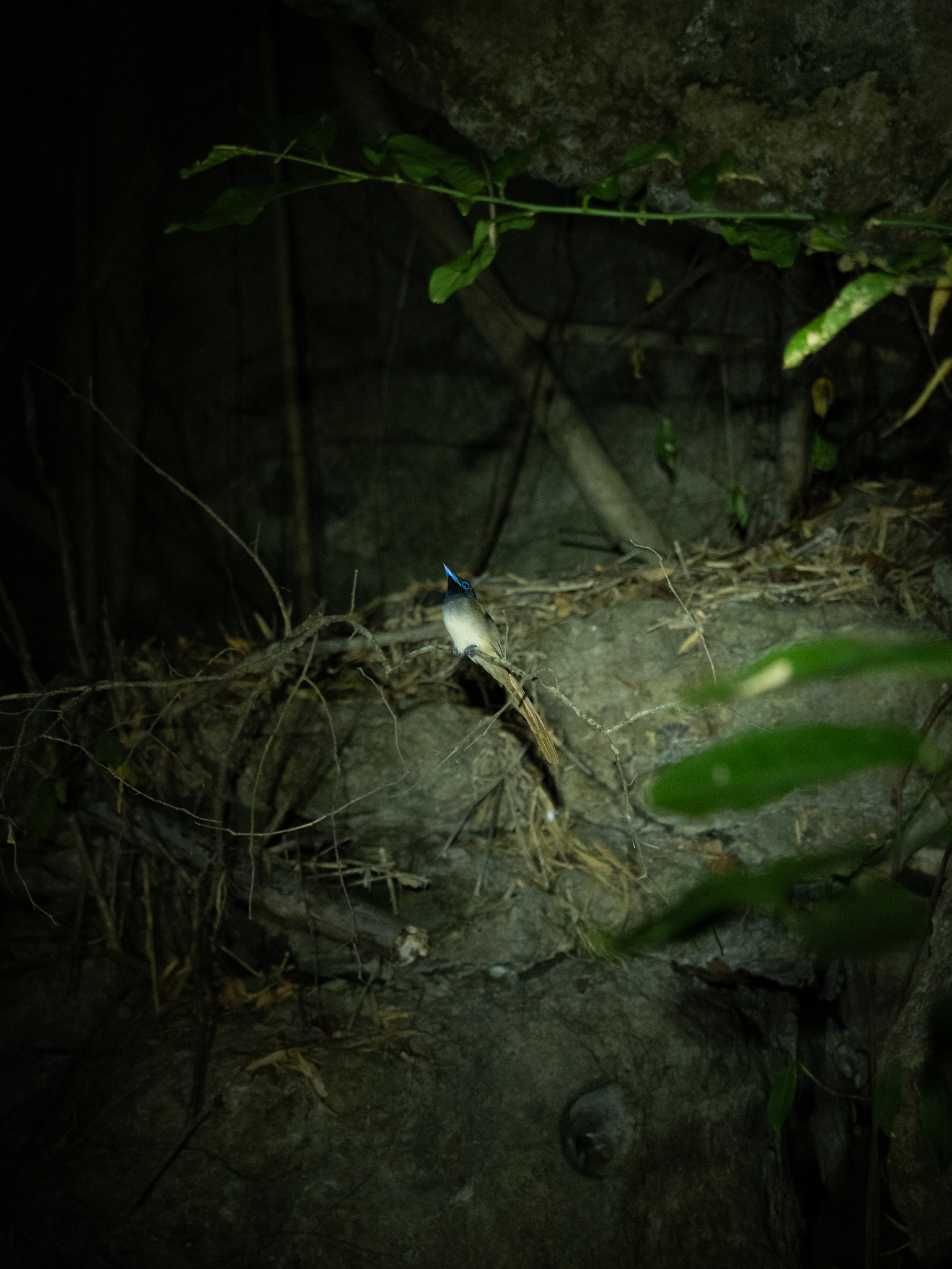 Tenggara Paradise Flycatcher