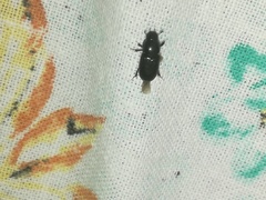 Aphodius