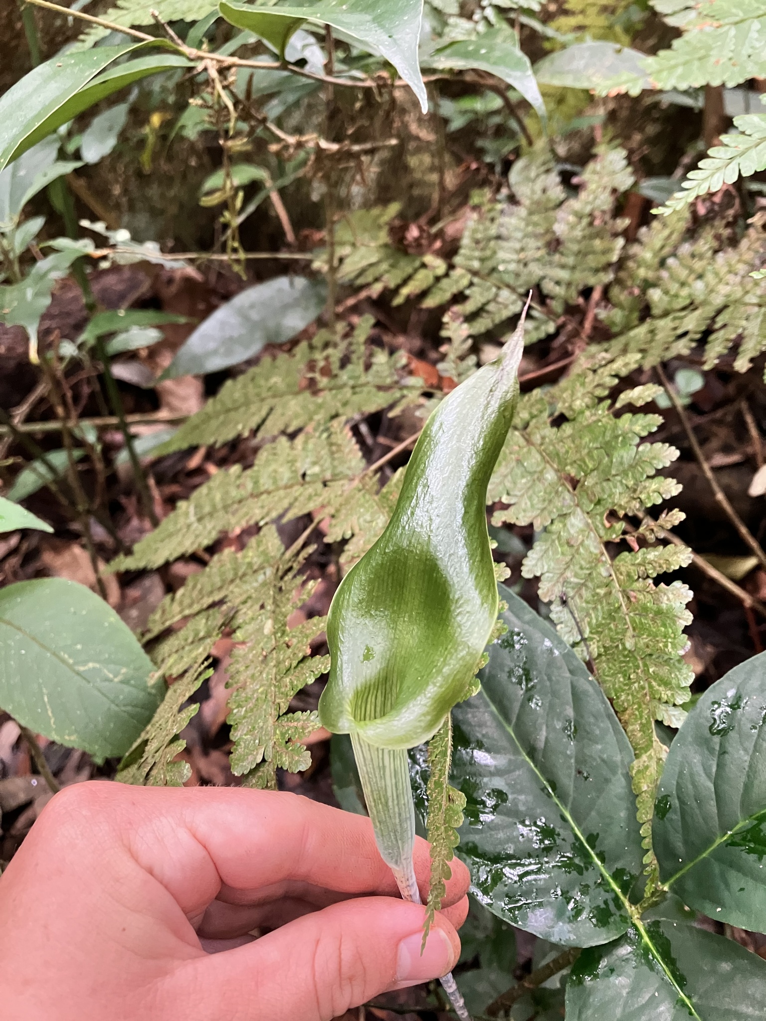 Arisaema siamicum — ảnh 2