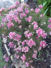 Serruria florida × rosea