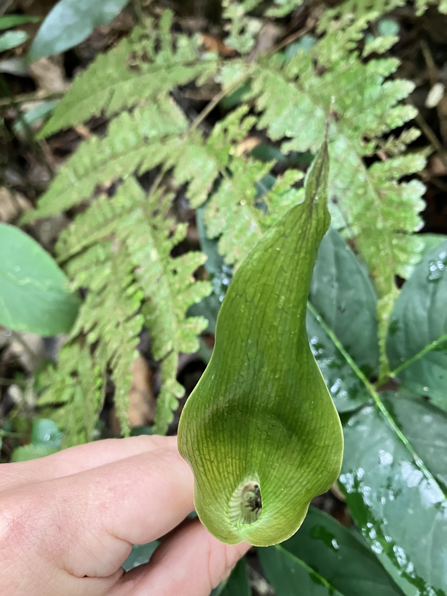 Arisaema siamicum (Arisaema siamicum)