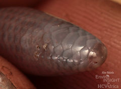 Large-Scaled Burrowing Skink photo 5