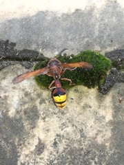 Delta unguiculatum