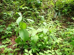 Veratrum viride