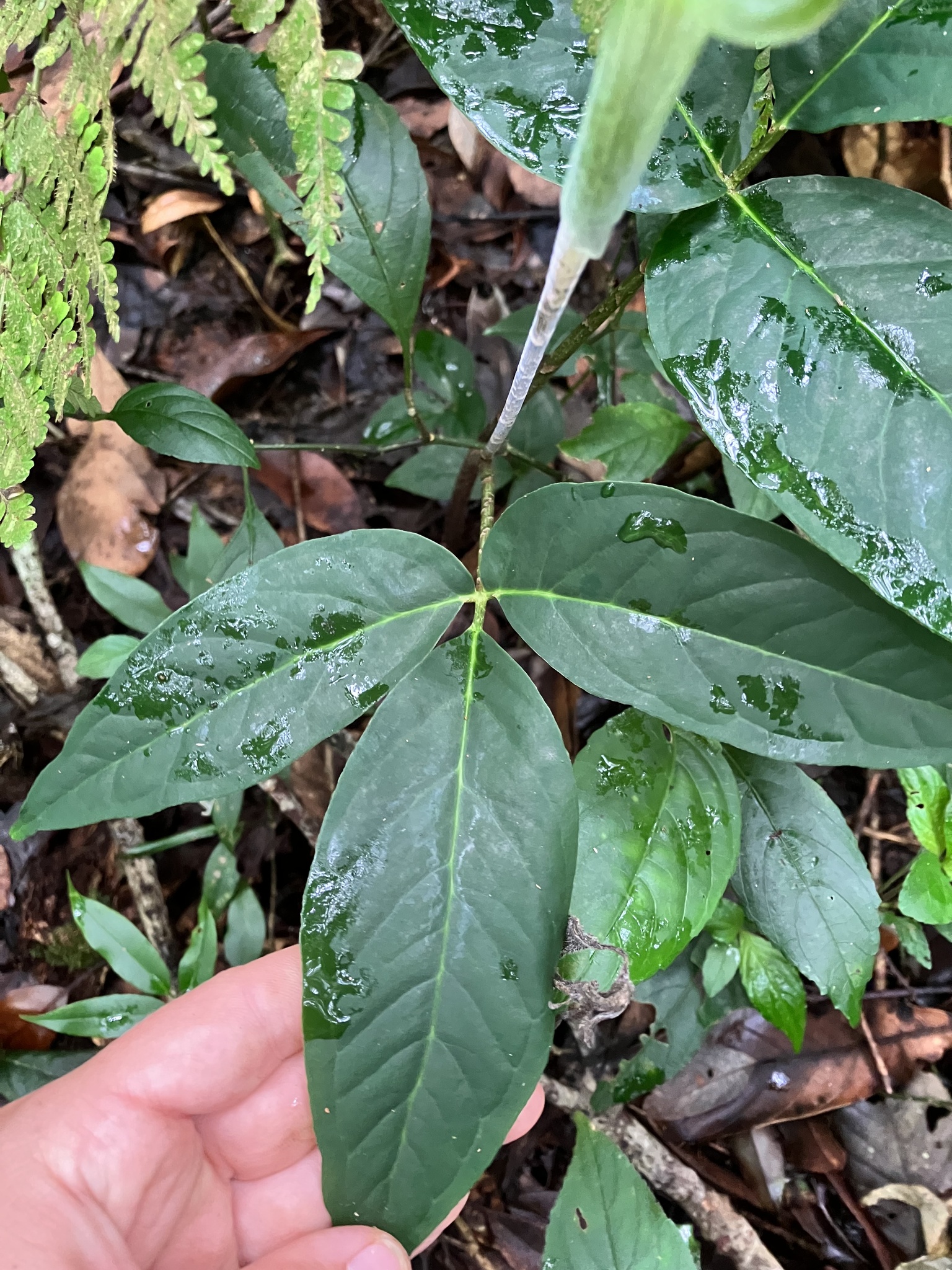 Arisaema siamicum — ảnh 3