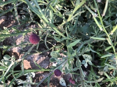 Sphaeranthus peduncularis