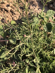 Sphaeranthus peduncularis