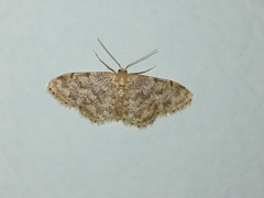 Idaea inquinata