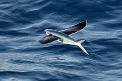 Margined Flyingfish photo 2