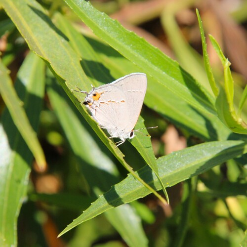 iNaturalist observation photo of Gray Hairstreak