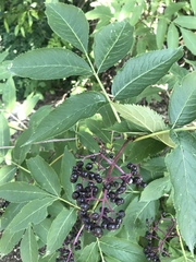 Sambucus racemosa melanocarpa
