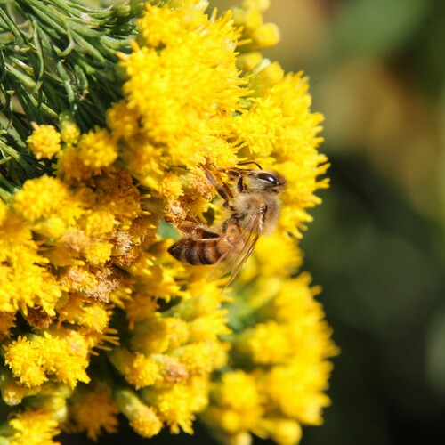 iNaturalist observation photo of Western Honey Bee