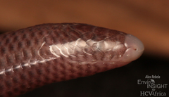 Large-Scaled Burrowing Skink photo 4