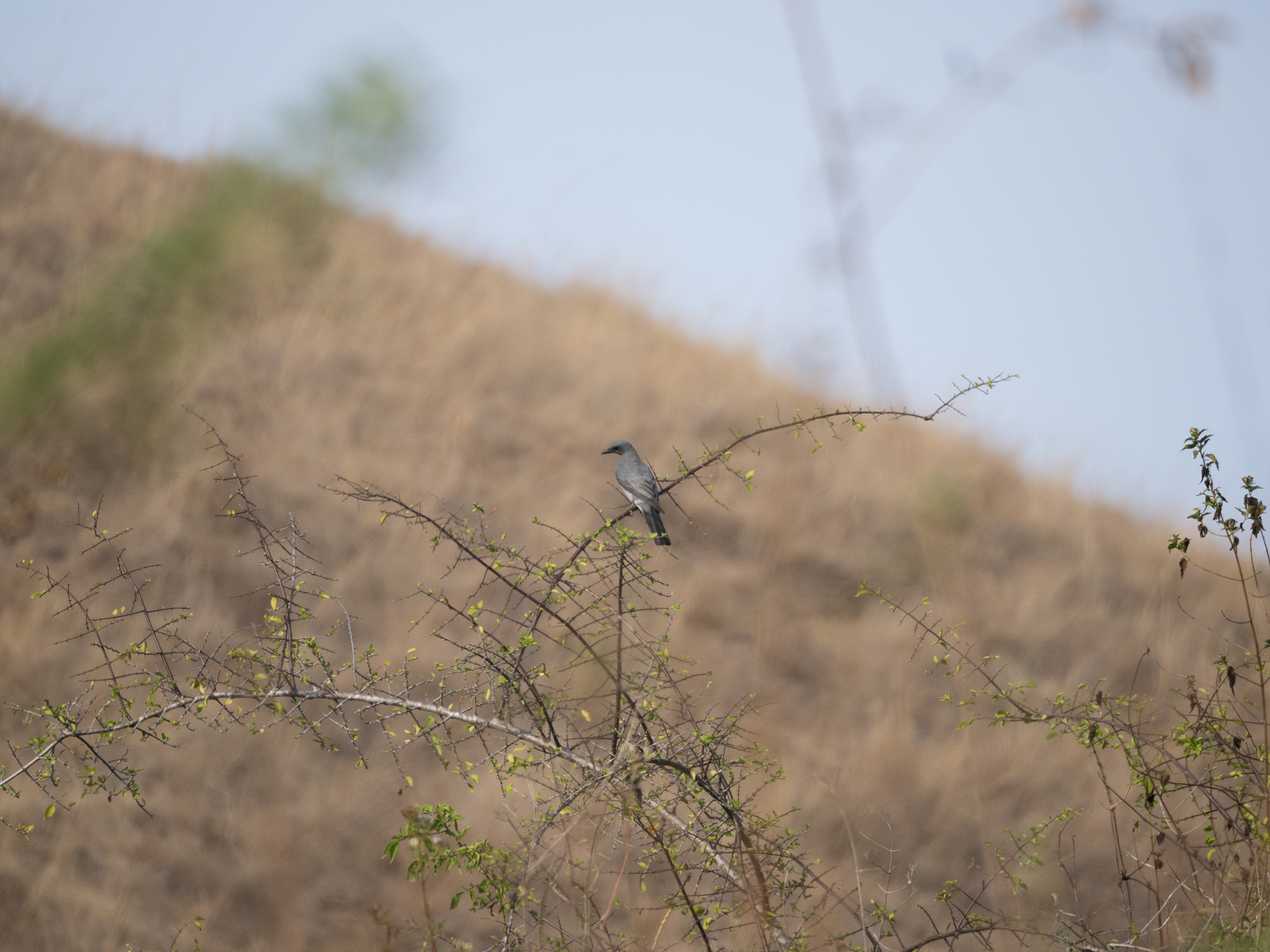 Wallacean Cuckooshrike (Coracina personata), photo 2