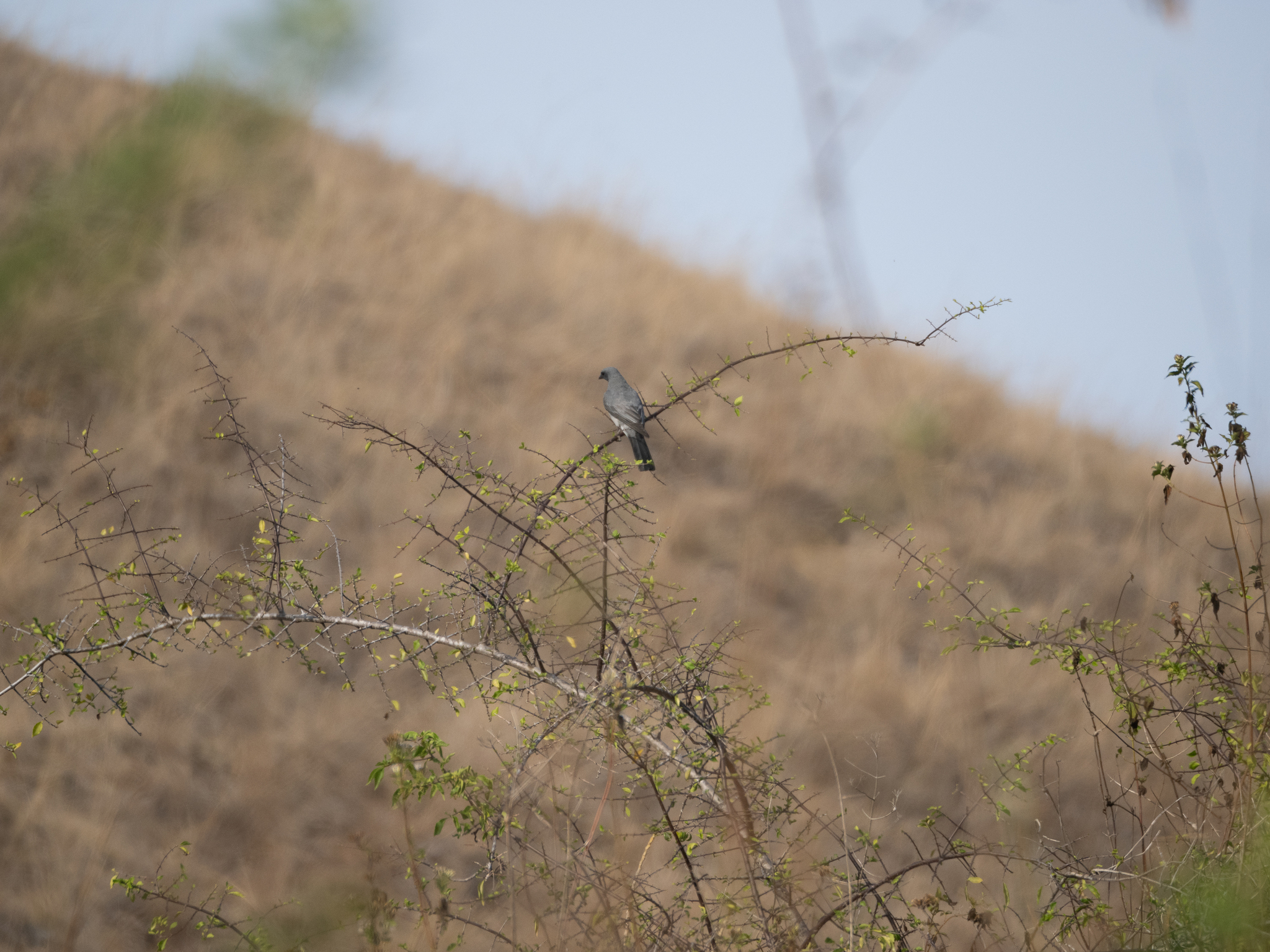 Wallacean Cuckooshrike (Coracina personata), photo 1