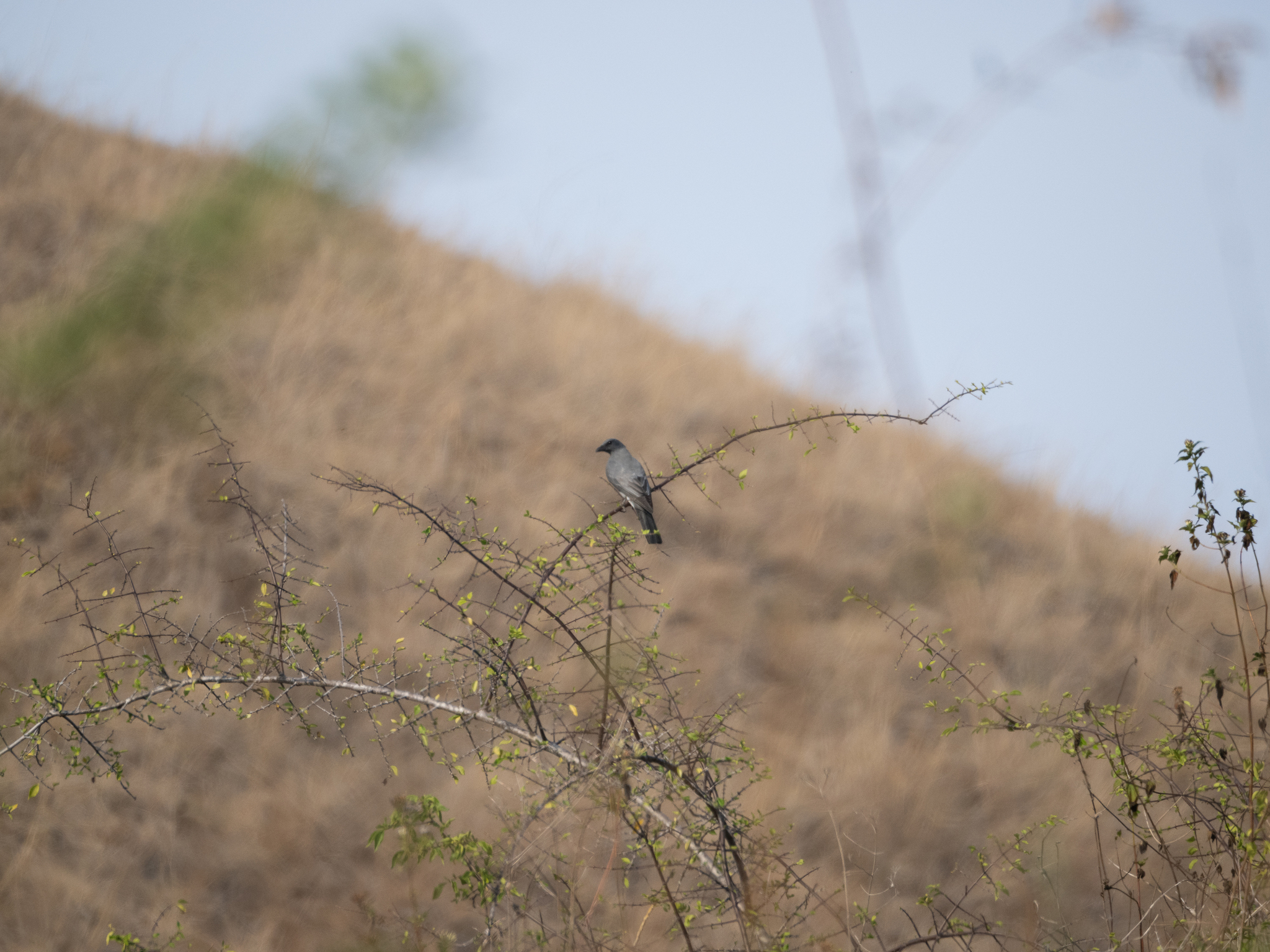 Wallacean Cuckooshrike (Coracina personata), photo 8