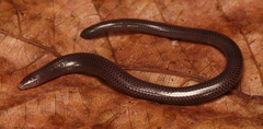 Large-Scaled Burrowing Skink photo 2