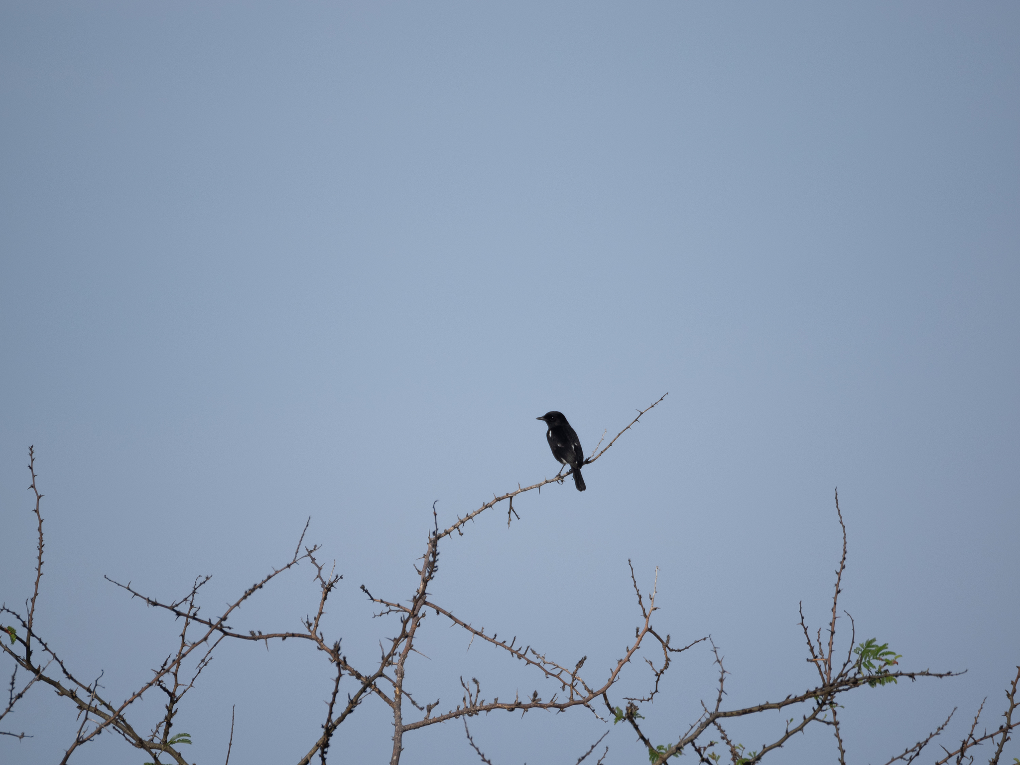Pied Bush Chat