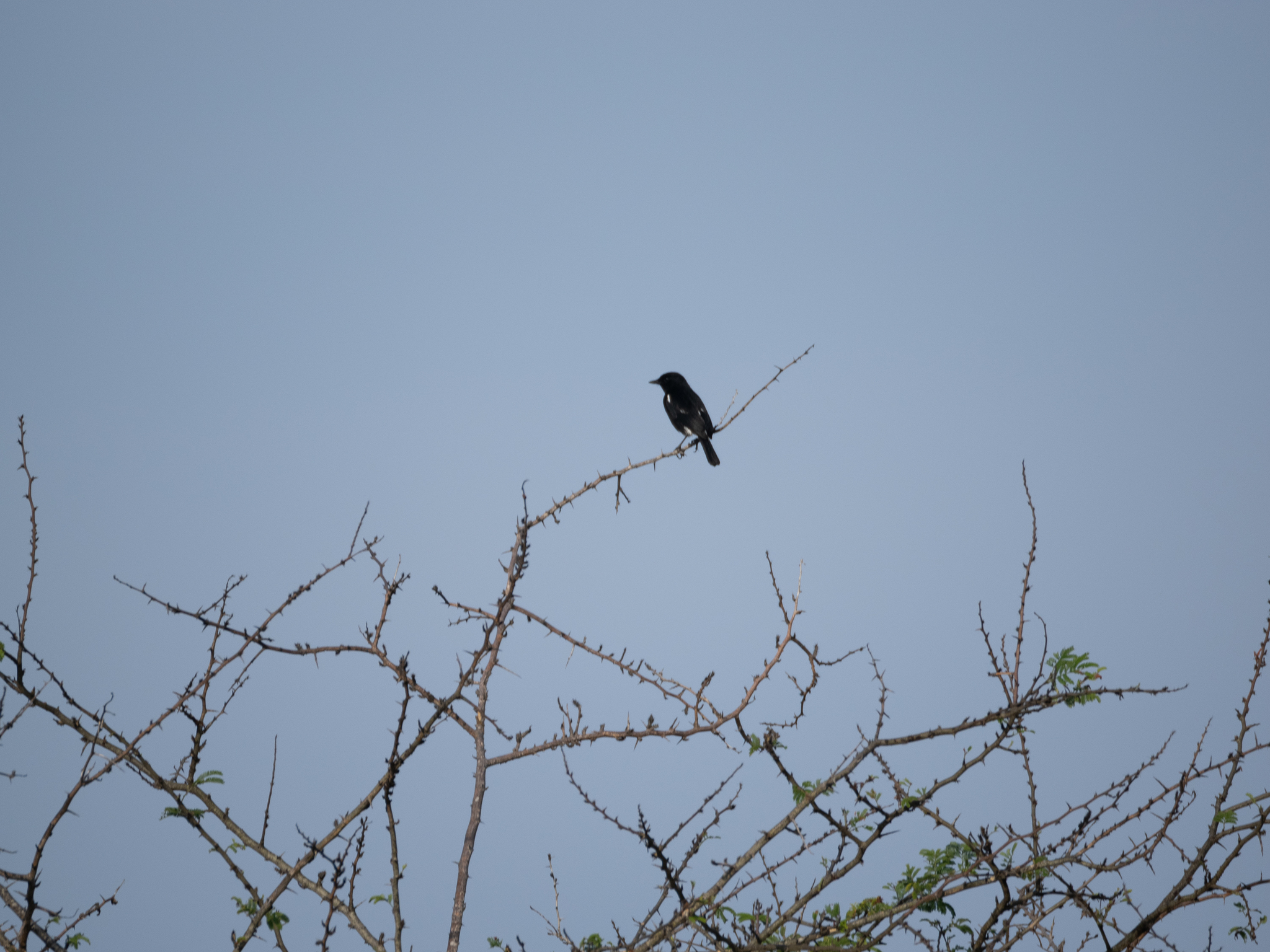 Pied Bush Chat