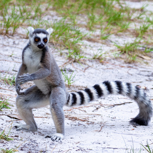 Ring-tailed Lemur