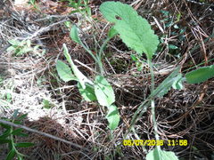 Lepechinia caulescens