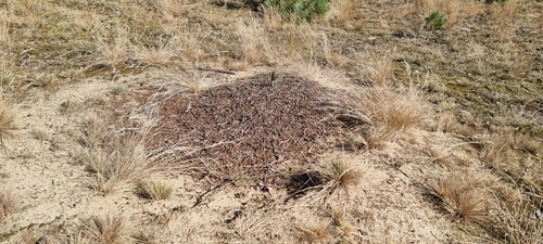 Formica pratensis nuotrauka