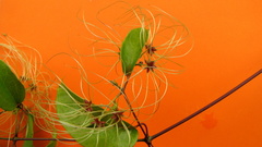 Clematis brasiliana