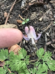 Dicentra pauciflora
