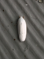 Antaeotricha albulella